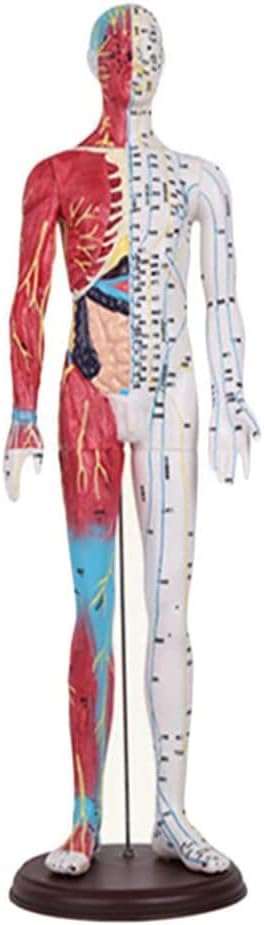 FHUILI 55Cm Férfi Akupunktúra Modell - az Emberi Akupunktúra Modell Izom - Szakmai Orvosi Anatómia Félig Bőr, Félig Izom
