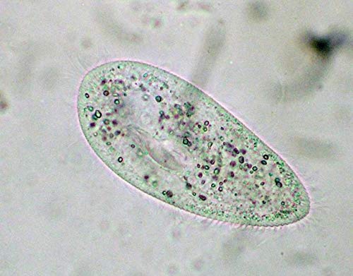 Elkészített Állati vagy Növényi Sejt Mitózis Meiózis Amitosis Összehasonlító Mikroszkóp Tárgylemezek Készlet, 5db Példányok